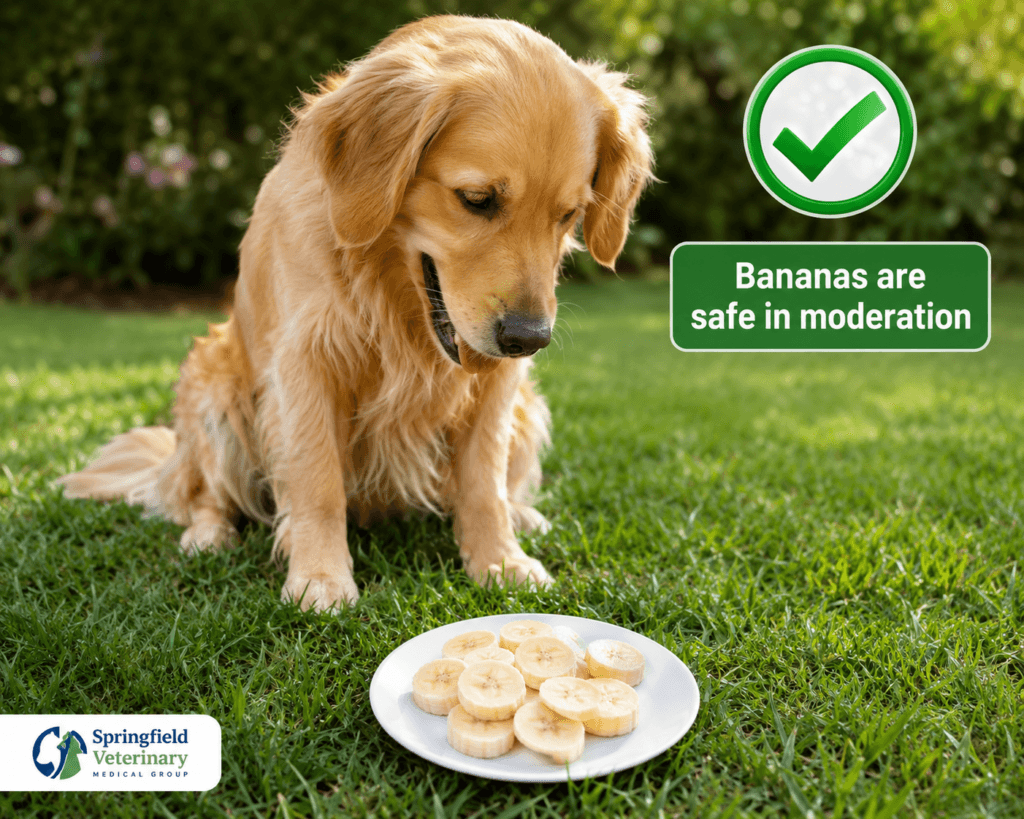 Can Dogs Eat Bananas safely
