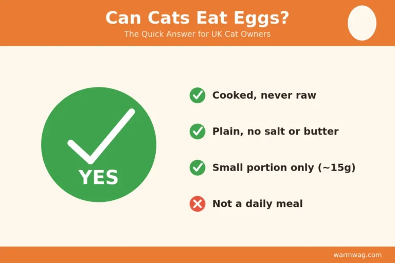 Can cats eat eggs UK quick answer infographic &mdash; cooked, plain, small portion