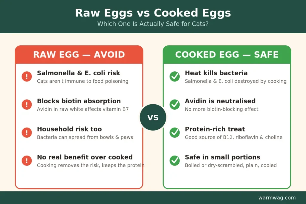 Raw eggs vs cooked eggs safety comparison for cats