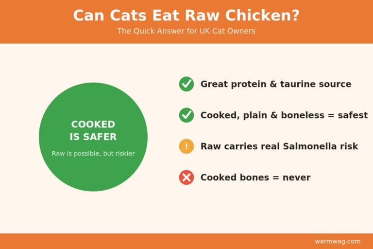 Can cats eat raw chicken UK &mdash; cooked is safer, quick answer infographic