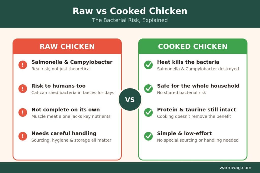 Raw vs cooked chicken bacterial risk comparison for cats