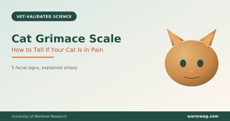 Cat Grimace Scale &mdash; how to tell if your cat is in pain