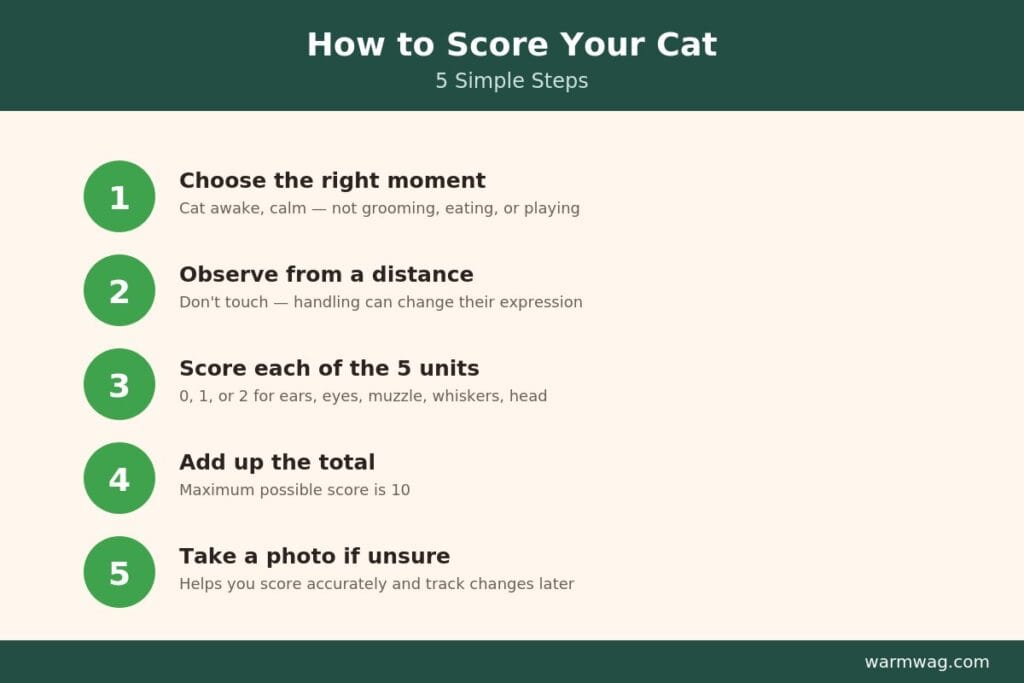 How to score your cat using the Feline Grimace Scale steps