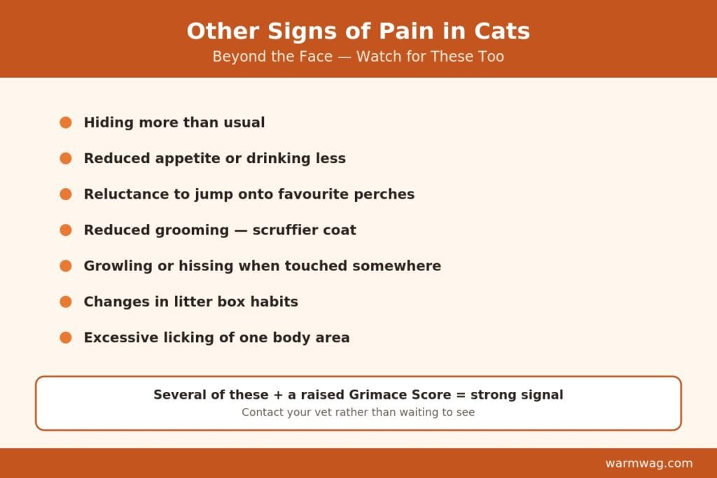 Other signs of pain in cats beyond facial expression