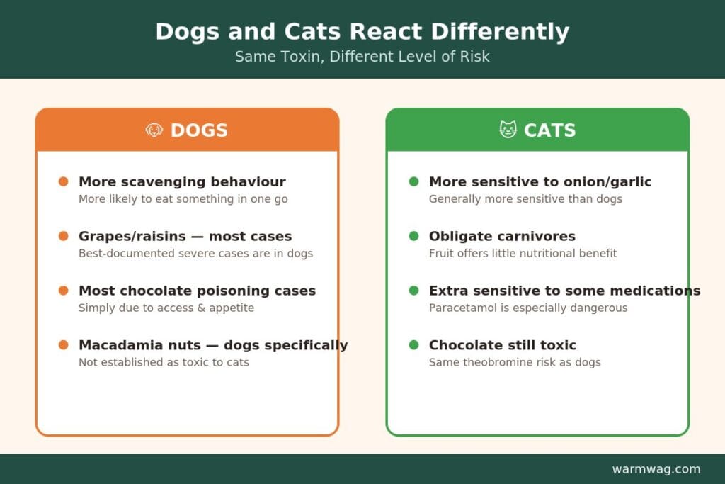 How dogs and cats react differently to toxic foods